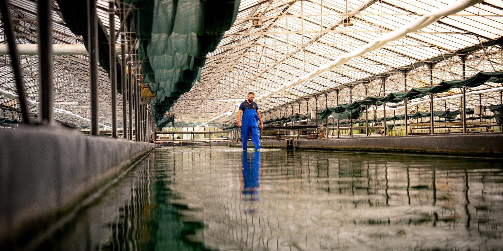 Spirulinier traversant un bassin dans la ferme des Confines — joint 2025