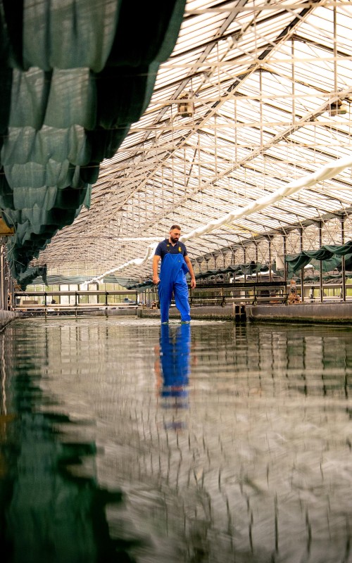 Spirulinier traversant un bassin dans la ferme des Confines — joint 2025