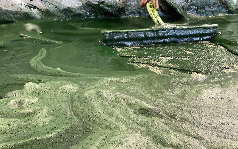 Filtrage de la spiruline extraite des bassins pour en faire de la crème