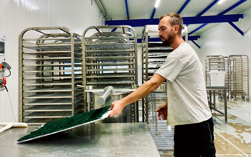 Johnathan sèche la spiruline à l'aide d'une technique douce (l'art de faire des spaghettis) — saison 2023