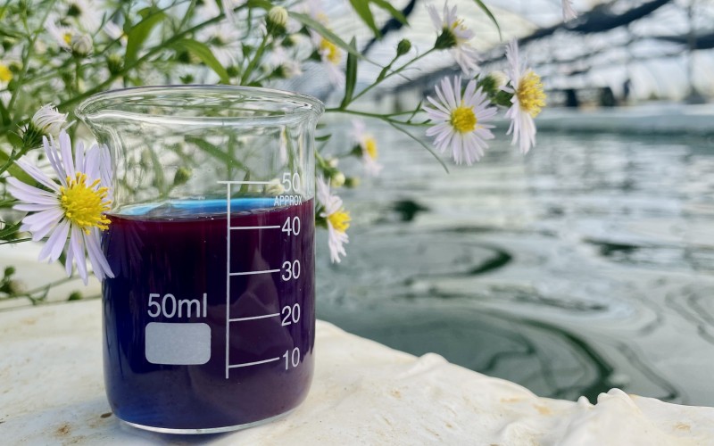 La phycocyanine extraite de nos bassins de spiruline en France