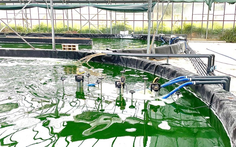 Les pompes pour extraire la spiruline filtrée du bassin de spiruline