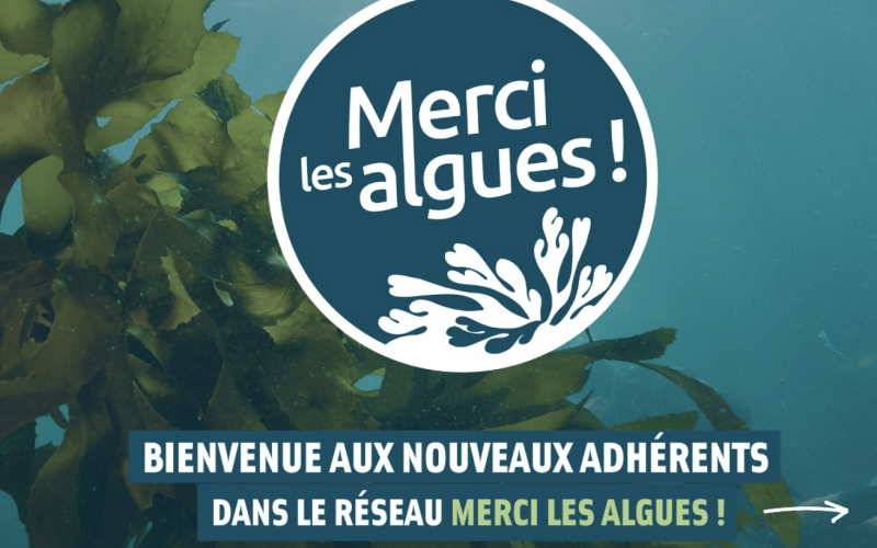 Merci les algues adhésion