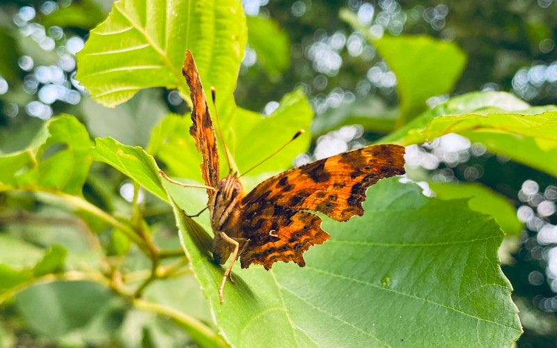 Un papillon Henri-le-Diable dans les Gorges du Tarn — crédit photo Jean-Loup Couegnas