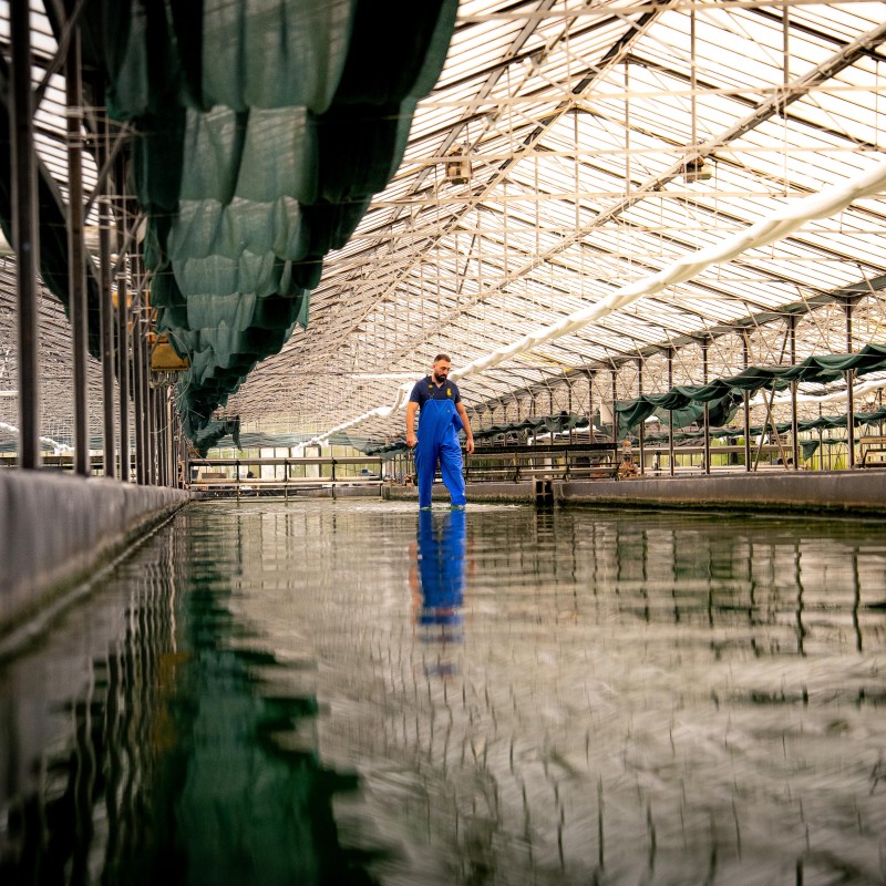 Spirulinier traversant un bassin dans la ferme des Confines — joint 2025